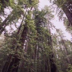 A tour of Quadpack wood
